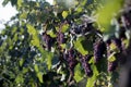 Blue grapes in vine yard, close-up view Royalty Free Stock Photo