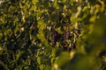 Blue grapes in vine yard, close-up view Royalty Free Stock Photo