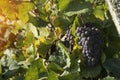 Blue grapes in vine yard Royalty Free Stock Photo