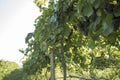 Blue grapes in vine yard Royalty Free Stock Photo