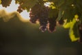 Blue grapes in vine yard, close-up view Royalty Free Stock Photo