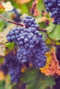 Blue grapes on vineyard in autumn Royalty Free Stock Photo