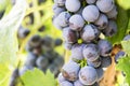 Blue grapes in a vineyard. Ripe grapes in fall. Close-up of bunches of ripe red wine grapes on vine Royalty Free Stock Photo