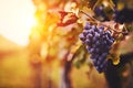 Blue grapes in a vineyard at sunset Royalty Free Stock Photo