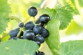 Blue grapes Vitis vinifera Royalty Free Stock Photo
