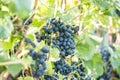 Blue grapes Vitis vinifera Royalty Free Stock Photo