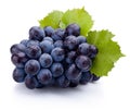 Blue grapes wet with leaves isolated on white background Royalty Free Stock Photo