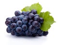 Blue grapes wet with leaves isolated on white background Royalty Free Stock Photo