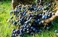 Blue grapes in a wicker basket on the grass Royalty Free Stock Photo