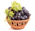 Blue grapes in a wicker basket isolated on white background Royalty Free Stock Photo