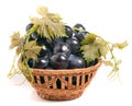 Blue grapes in a wicker basket isolated on white background Royalty Free Stock Photo