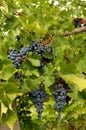 Blue grapes in a wine yard in Canada. Royalty Free Stock Photo