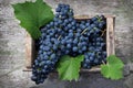 Blue grapes in a wooden box on wooden background Royalty Free Stock Photo