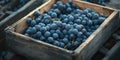 Blue Grapes Wooden Box Royalty Free Stock Photo