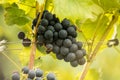 Blue Grapes (Vitis vinifera)