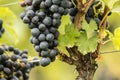 Blue Grapes (Vitis vinifera) Royalty Free Stock Photo