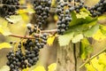 Blue Grapes (Vitis vinifera) Royalty Free Stock Photo