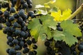 Blue Grapes (Vitis vinifera) Royalty Free Stock Photo