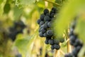 Blue Grapes (Vitis vinifera) Royalty Free Stock Photo