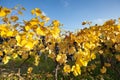 Blue grapes with yellow leaves