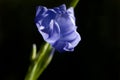 Blue Grass Lily Royalty Free Stock Photo