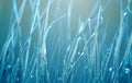 Grass with water drops. Soft focus nature background Royalty Free Stock Photo