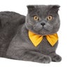 Blue gray british cat beautiful with yellow bow tie isolated on the white background Royalty Free Stock Photo