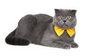 Blue gray british cat beautiful with yellow bow tie isolated on the white background Royalty Free Stock Photo