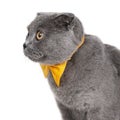 Blue gray british cat beautiful with yellow bow tie isolated on the white background Royalty Free Stock Photo