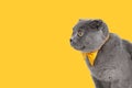 Blue gray british cat beautiful with yellow bow tie isolated on the white background Royalty Free Stock Photo