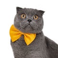 Blue gray british cat beautiful with yellow bow tie isolated on the white background Royalty Free Stock Photo