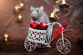 Gray cute rat with red eyes near bicycle with red balls, in New Year decorations, on brown background for postcard Royalty Free Stock Photo