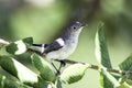 Blue-gray Gnatcatcher on a branch. Royalty Free Stock Photo