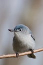 Blue-gray Gnatcatcher Royalty Free Stock Photo