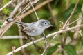 Blue gray gnatcatcher