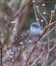 Blue-gray gnatcatcher(Polioptila caerulea) Royalty Free Stock Photo