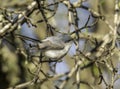 Blue-gray Gnatcatcher Royalty Free Stock Photo