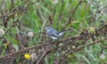 blue gray grey gnatcatcher - Polioptila caerulea - a small songbird perched on branches of camphor weed providing hiding and