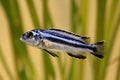 Blue gray mbuna malawi cichlid Melanochromis johannii aquarium fish johanni Royalty Free Stock Photo