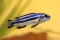 Blue gray mbuna malawi cichlid Melanochromis johannii aquarium fish johanni Royalty Free Stock Photo