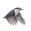 A blue-gray nuthatch in mid-flight against a white background Royalty Free Stock Photo