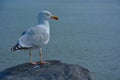 Blue and gray speckled seagull