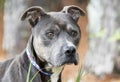 Blue gray tan Pitbull Terrier dog looking into distance Royalty Free Stock Photo