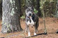 Blue gray tan Pitbull Terrier dog tied to a tree by a leash Royalty Free Stock Photo