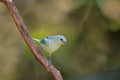 Blue-Gray Tanager