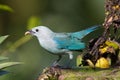 Blue-gray Tanager from Arenal Volcano National Park, Costa Rica Royalty Free Stock Photo