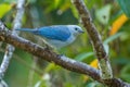 Blue-gray Tanager - Thraupis episcopus Royalty Free Stock Photo