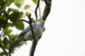 Blue-gray Tanager Thraupis episcopus Royalty Free Stock Photo