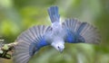 Blue-gray tanager (Thraupis episcopus) in flight with spread wings Royalty Free Stock Photo