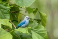 Blue-gray tanager, Thraupis episcopus, La Fortuna Volcano Arenal, Costa Rica wildlife Royalty Free Stock Photo